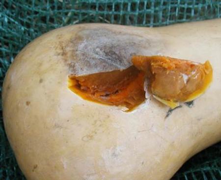 Butternut Squash Black Rot (Didymella bryoniae) 