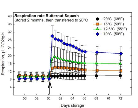 Butternut Squash Respiration Rate in Response to Chilling Injury