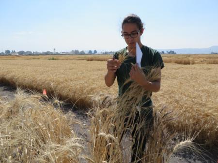 Wheat researcher