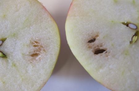 Apple, Honeycrisp Carbon Dioxide Injury