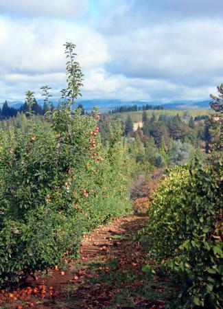 Apple Orchard and Grapes