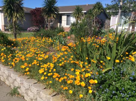California Friendly Gardening 50