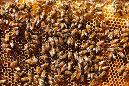 Honeybees on Comb 
