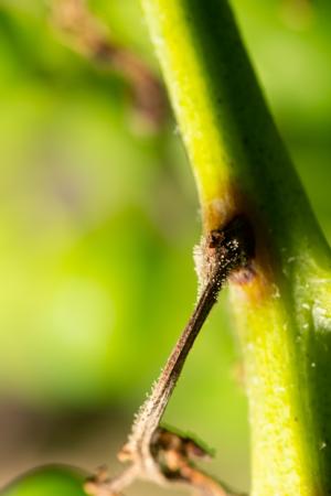 Detail of Botrytis infected cluster of grapes