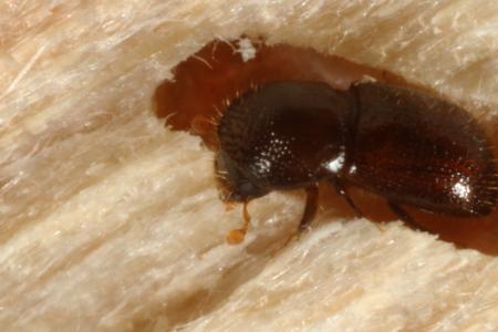 Invasive Shot Hole Borer Beetle (Photo by John Kabashima, UC Cooperative Extension)