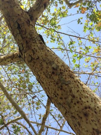 Trunk of a heavily infested California sycamore (Photo by Beatriz Nobua-Behrmann, UC Cooperative Extension)