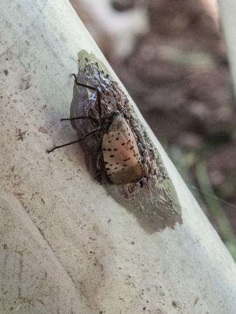 Close up of spotted lanternfly adult and egg mass on picnic bench leg