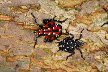 Spotted Lanternfly 3rd and 4th instar nypmh