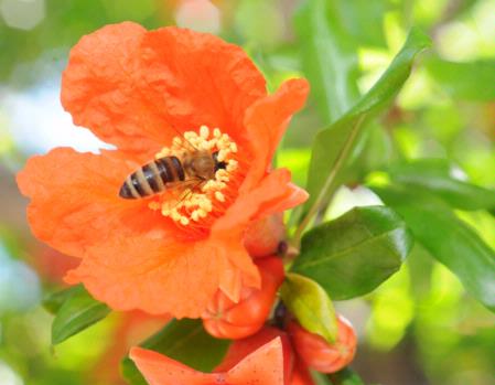 Honey bee on pomegranate blossom (2)