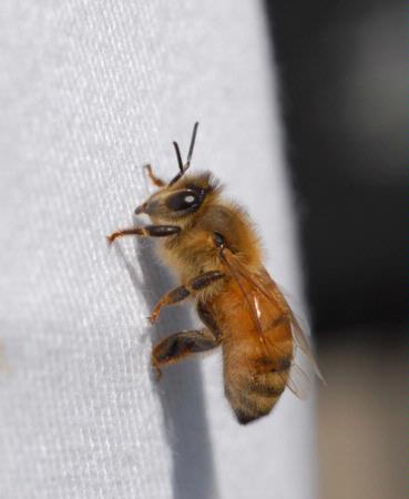 Honey bee on beekeeper suit