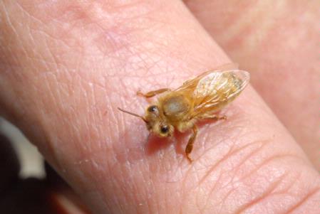 Newly emerged bee