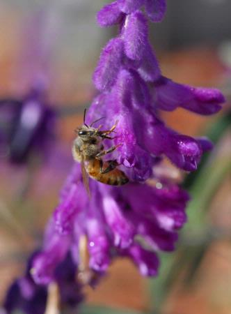 Bee tongue on salvia