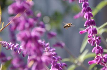 Flight of the Honey Bee