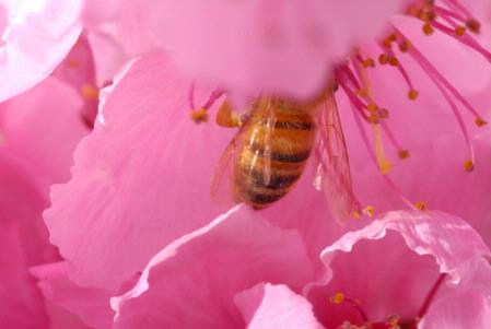 Honey bee in nectarine