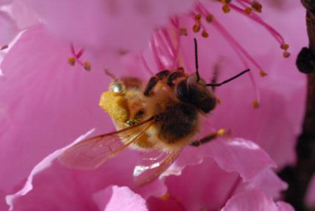 Honey bee antennae