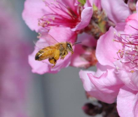 Bee carrying pollen