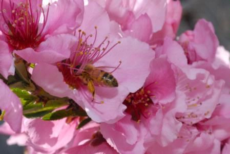 Bee buzzing into nectarine blossom