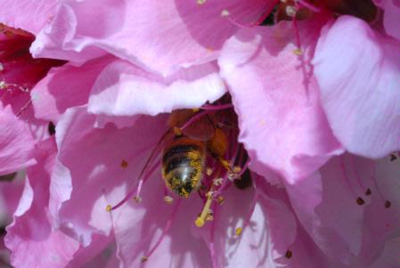 Honey bee pollen dust