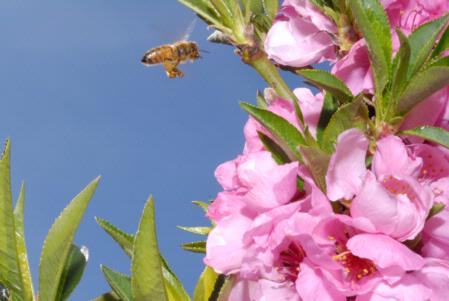 Honey bee and nectarine blossom