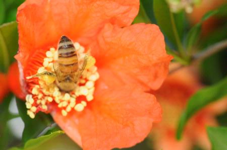 Bee in pomegranate blossom