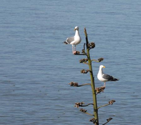 Seagulls