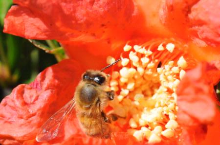 Honey bee on pomegranate blossom