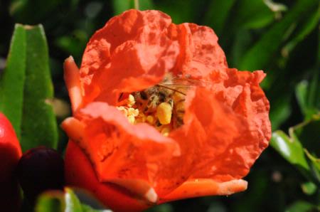 Honey Bee on Pomegranate Blossom