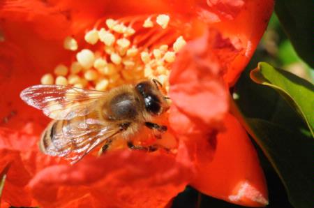 Honey bee on pomegranate blossom