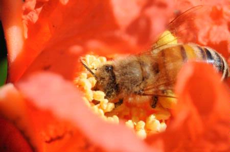 Pollen on honey bee