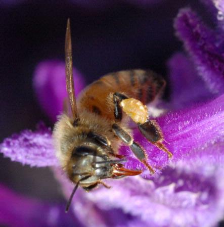 Golden pollen on bee