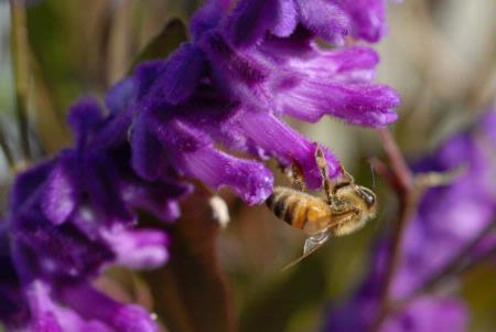 Bee working on sage