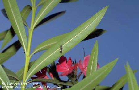 Glassy-winged sharpshooter leafhopper adult with wing spot on oleander.