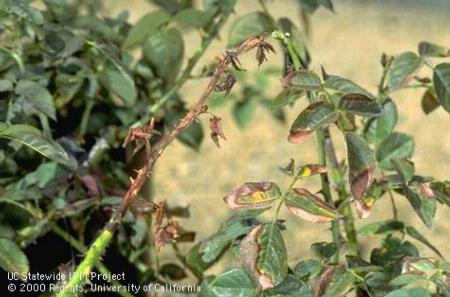 Foliage damage from drought stress.