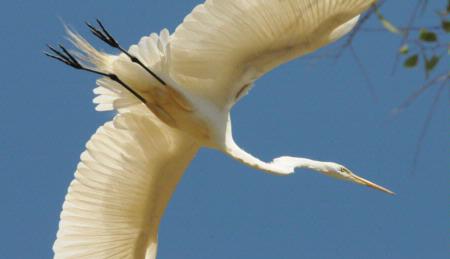 Egret