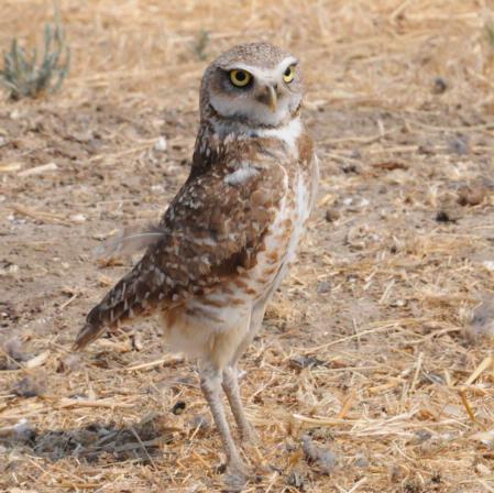 Burrowing owl