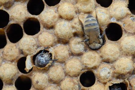 Emerging drone (honey bee)