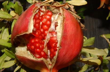 Pomegranate (Punica granatum)