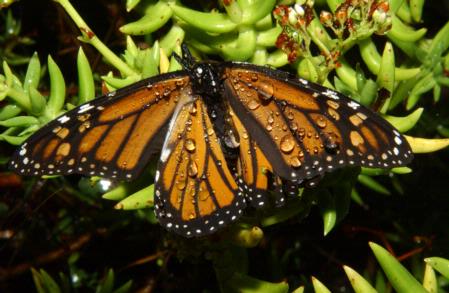 Monarch butterfly