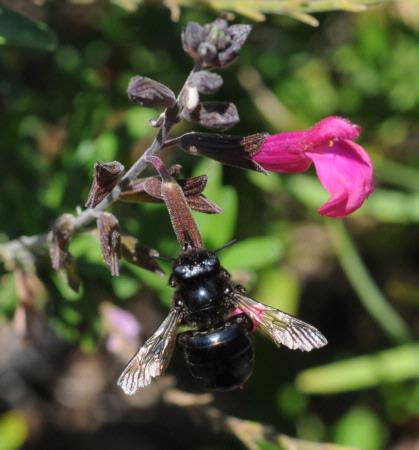 Carpenter bee