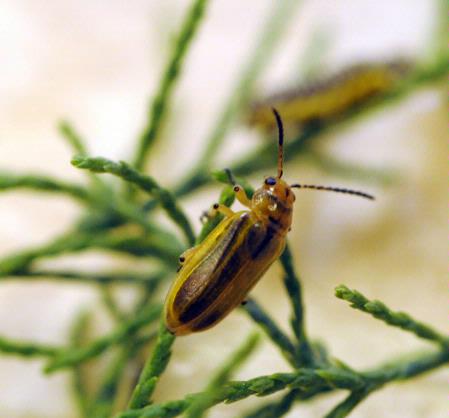 Saltcedar leaf beetle, Diorhabda elongata, adult