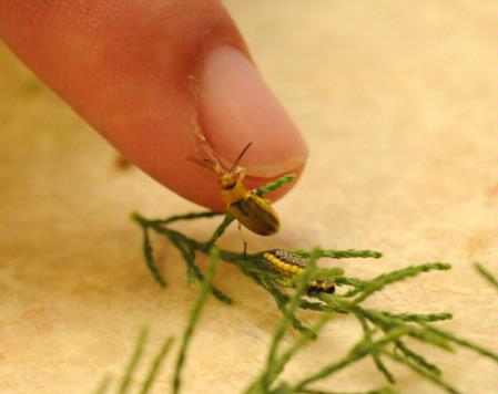 Adult and larva of saltcedar beetle