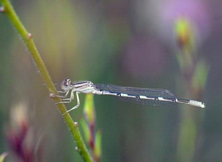 Damselfly