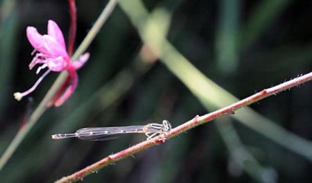 Damselfly