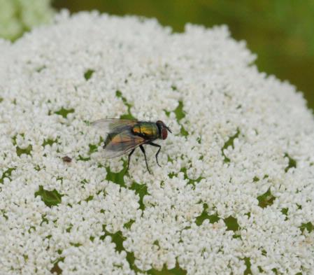 Blowfly