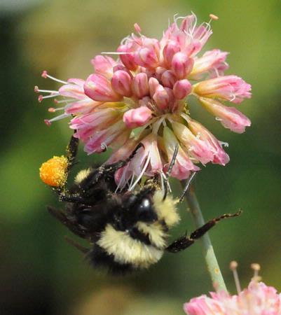 Pollen on bumblebee