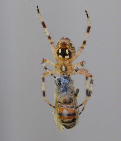 Spider eating honey bee caught in web