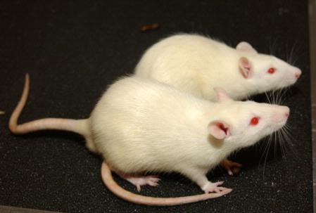 White rats