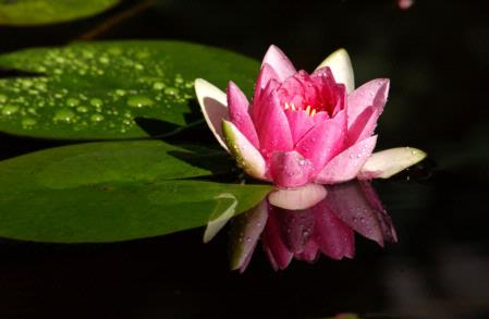 Water lily (Photo by Kathy Keatley Garvey)