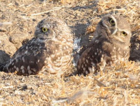 Baby burrowing owls in burrow