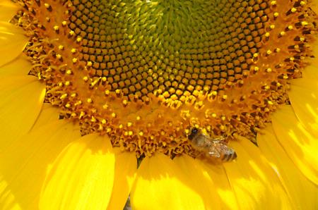 Honey bee on sunflower